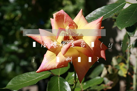 賣淫嫖娼是否應(yīng)該公開(kāi)處刑？